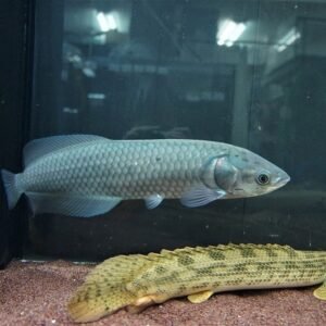 nile arowana