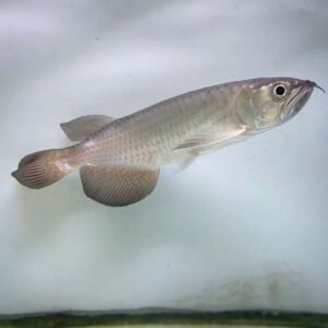 blueberry arowana for sale