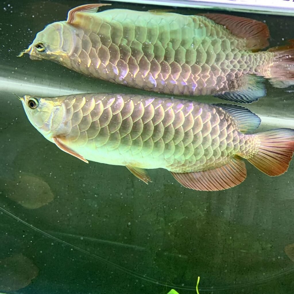 Jardini Arowana Fish | Buy Australian Arowana in USA