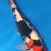 Showa Koi Female Fish