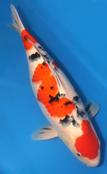Taisho Sanke Koi 22.83 inch | Buy Female Taisho Sanke Koi Fish Online