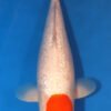 Ginrin Tancho Kohaku Koi