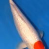 Ginrin Tancho Kohaku Koi
