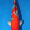 Ginrin Goshiki Koi