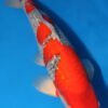 Ginrin Goshiki Koi