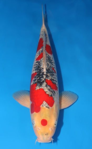 Goshiki Koi Coy Fish | Buy Male Coy Fish Japan | Goshiki Koi For Sale