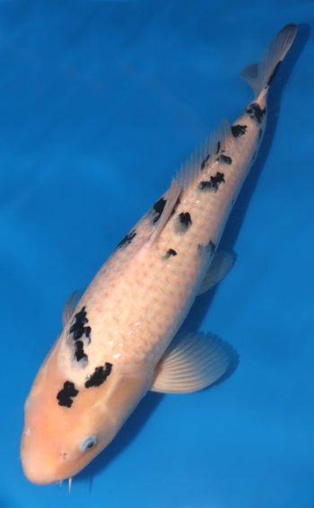 Bekko Koi 20.08 inch | Buy Bekko Koi Aquarium fish | Bekko Koi Fish Farm
