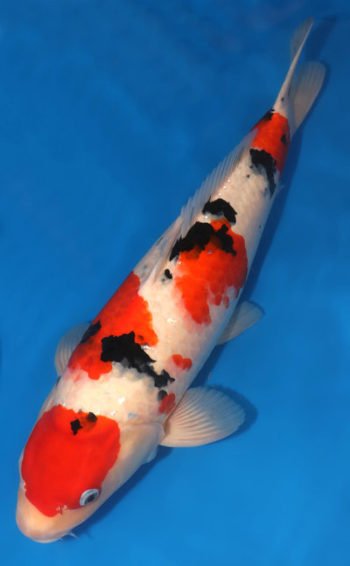 Taisho Sanke Koi 21.26 inch | Buy Taisho Sanke Koi fish USA